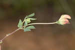 Bird's-foot trefoil